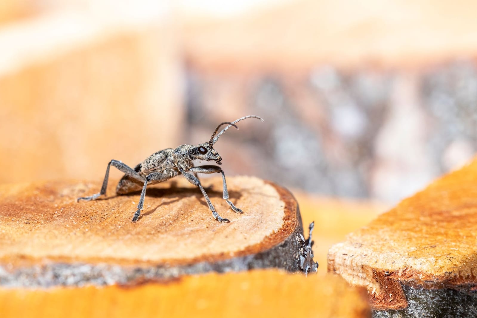 Beetle & Carpet Beetle Control